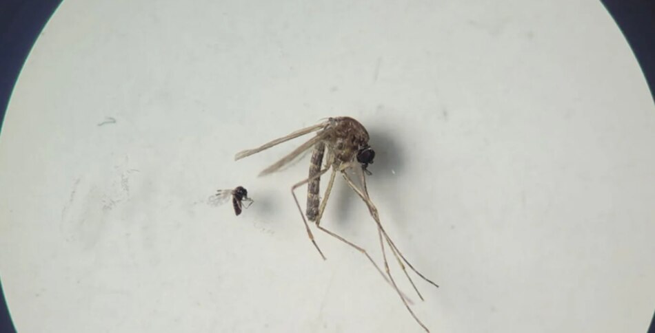 Detectan primer caso de fiebre Oropouche en Panamá y se intensifican medidas de vigilancia