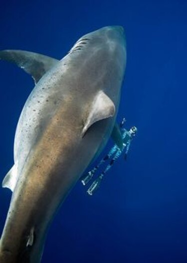 Buzos nadan con gigantesco tiburón en costas de Hawái