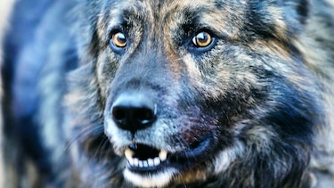 ProhÍben que un perro ladre de noche en Croacia