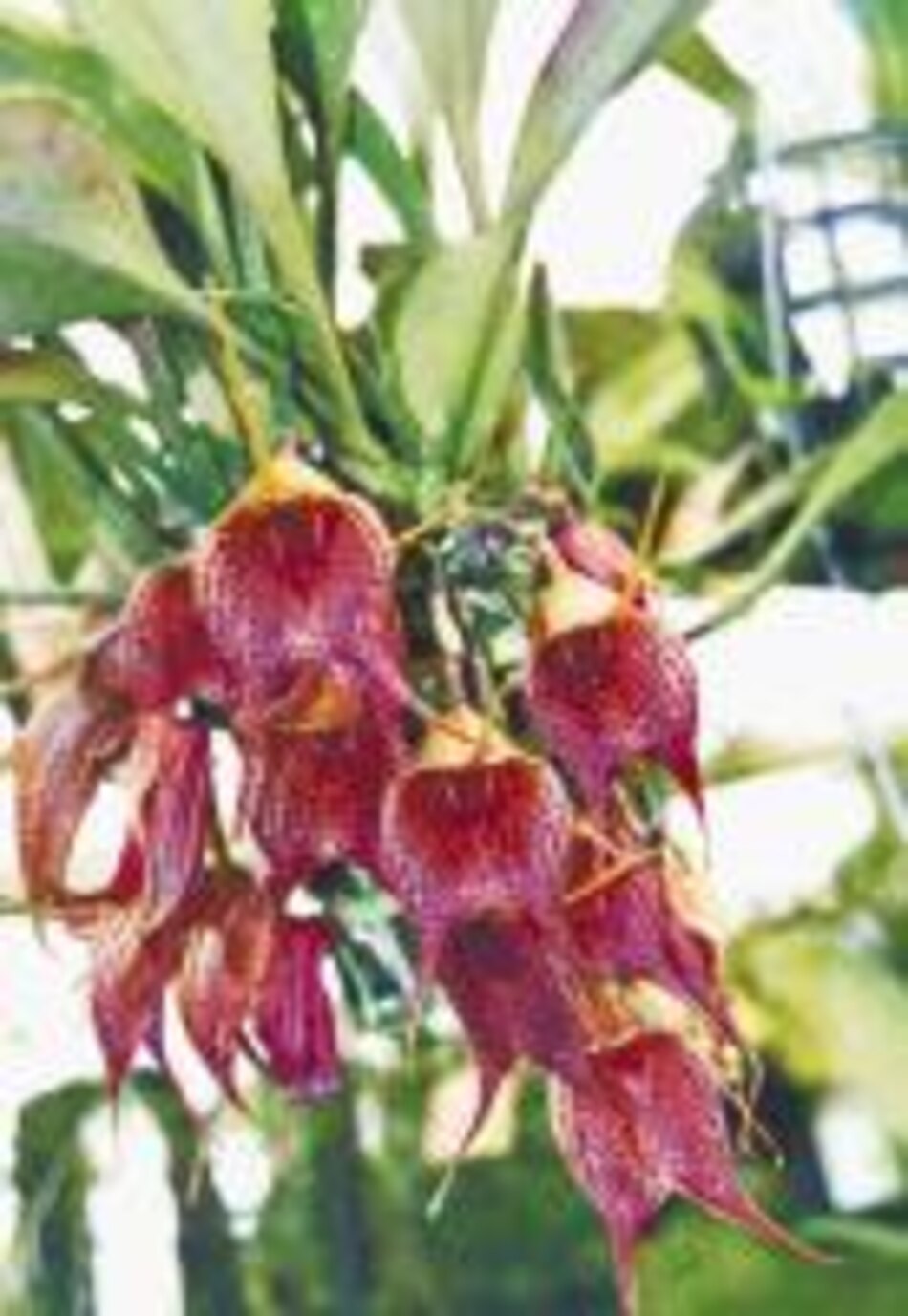 Orquídeas exóticas