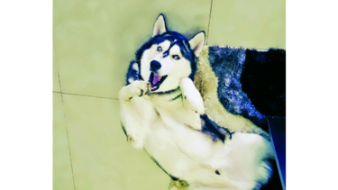 Rex y su amor por los autos