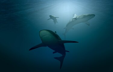 Piden esfuerzos en conferencia de Panamá para frenar la extinción de especies