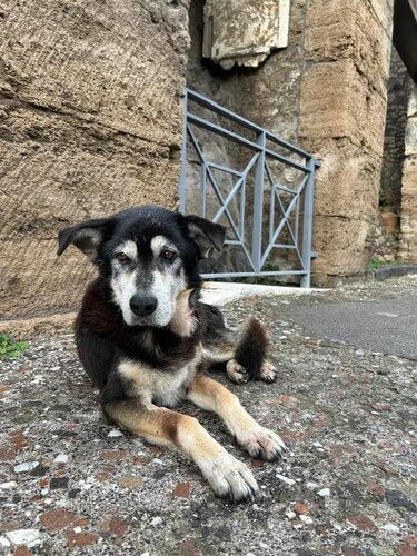 Muere Argo, el último perro vagabundo de Pompeya