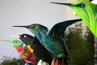 Quito, la capital del colibrí