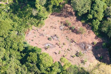 El impacto humano en los bosques tropicales