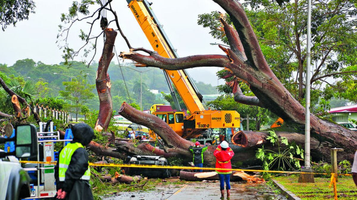 Un menor de edad de ocho años falleció ayer tras la caída de un árbol sobre el vehículo en el que viajaba, en el sector de Los Ríos, corregimiento de Ancón.