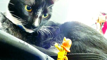 Consentidos: ‘Mittens es’, el ‘ninja’