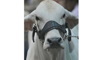 Abren inscripciones para feria ganadera