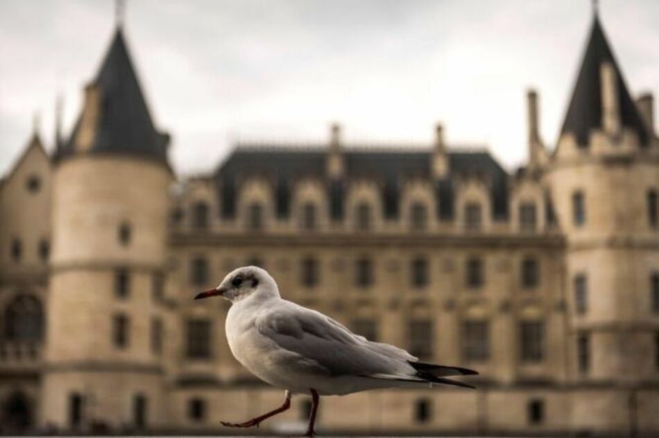 Lejos del mar, las gaviotas se instalan en París