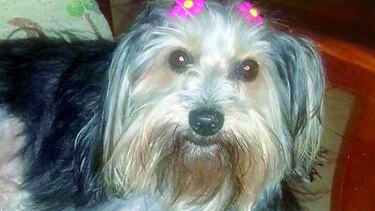 Jack, el perrito ganador