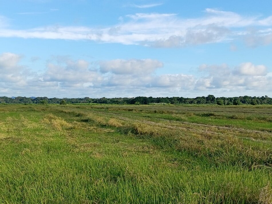 Fuertes lluvias también afectan los cultivos de arroz en Los Santos