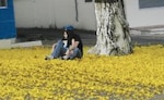 Ambiente: Guayacanes en flor