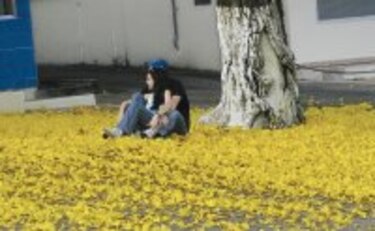 Ambiente: Guayacanes en flor