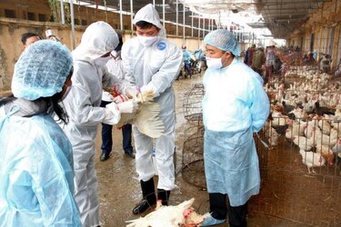 Aumentan a 14 los muertos en China por el virus H7N9