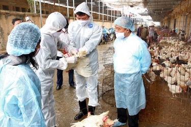 Aumentan a 14 los muertos en China por el virus H7N9