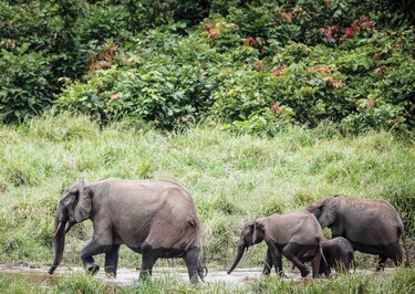 Declaran el elefante de selva africano en peligro de extinción