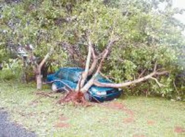 Tornado derriba viviendas y árboles en David