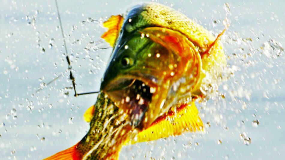 Impulsan regulación para la pesca deportiva