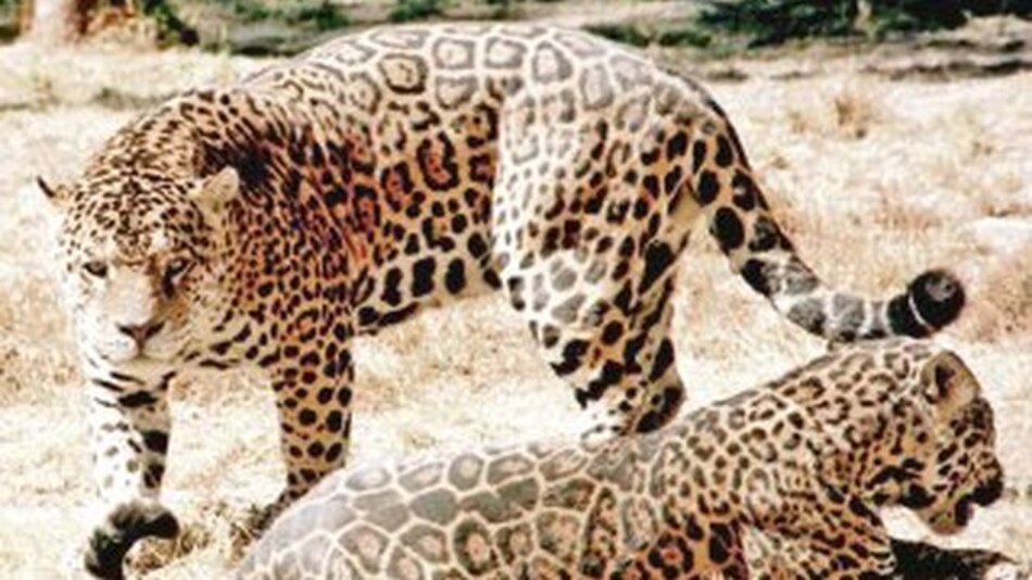 Diez especies amenazadas