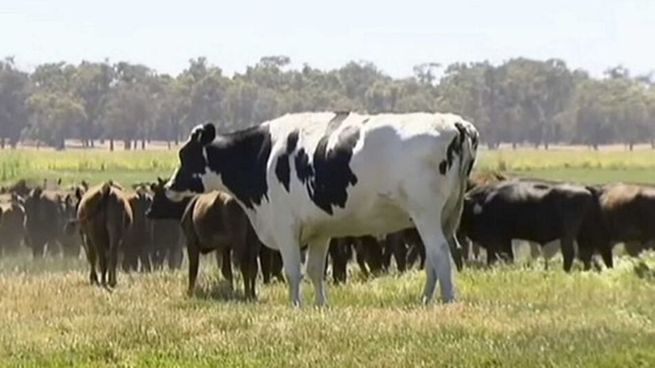Res en Australia se salva del matadero debido a su tamaño