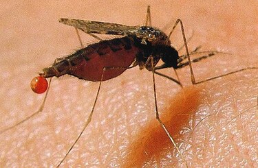 Usan parásitos débiles para nueva vacuna contra malaria