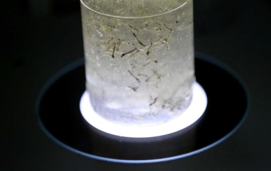 El calor puede ayudar a los mosquitos a extender más el zika