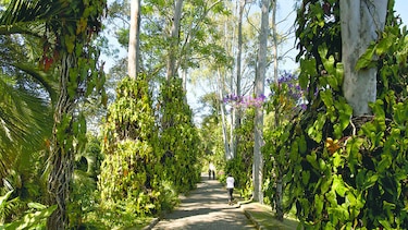 Una selva de arte