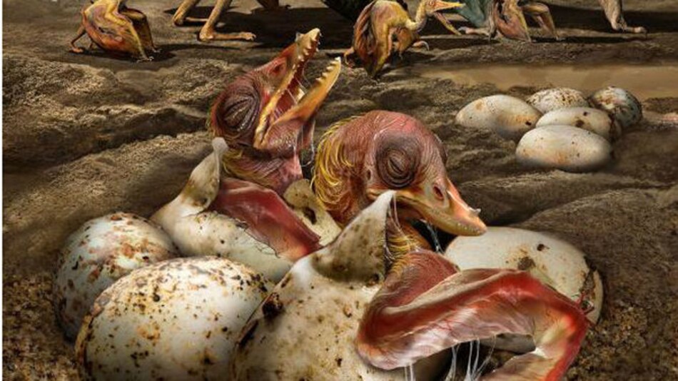 Cientos de huevos fósiles revelan los secretos del pterosaurio