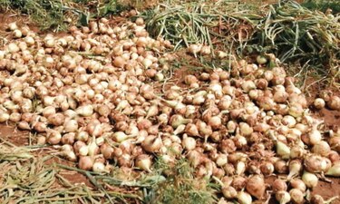 Transformación en el agro evitaría pérdidas en campo