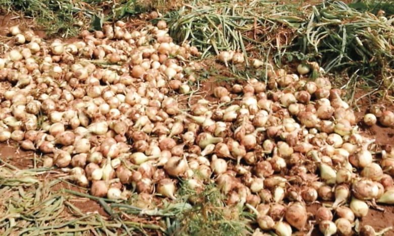 Transformación en el agro evitaría pérdidas en campo