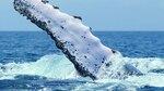 Santuario para ballenas, a debate