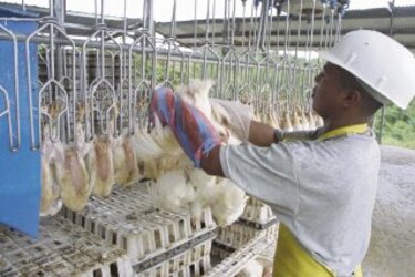 Presentan demanda contra nueve avícolas