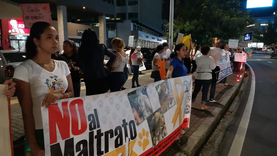 Amigos de los animales maltratados exigen al Gobierno que se aplique la Ley 70