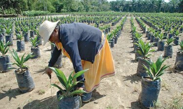 Aprueban $5.1 millones para cultivo de palma