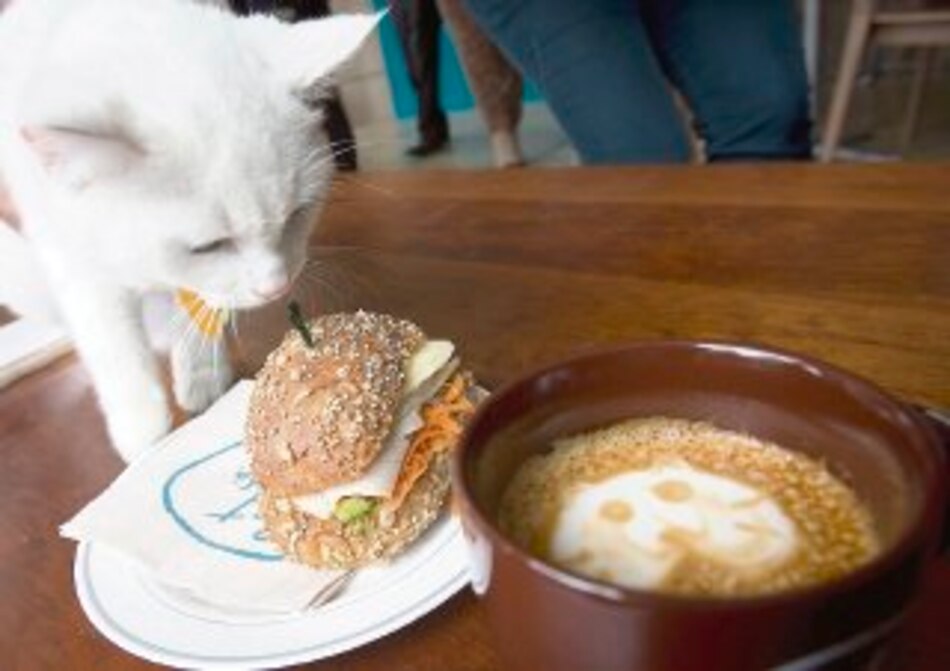 Abren ´Cat Café´, un local para merendar al lado de un gato