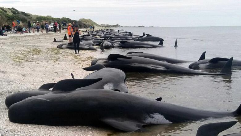 Quedan varadas 416 ballenas en playa de Nueva Zelanda