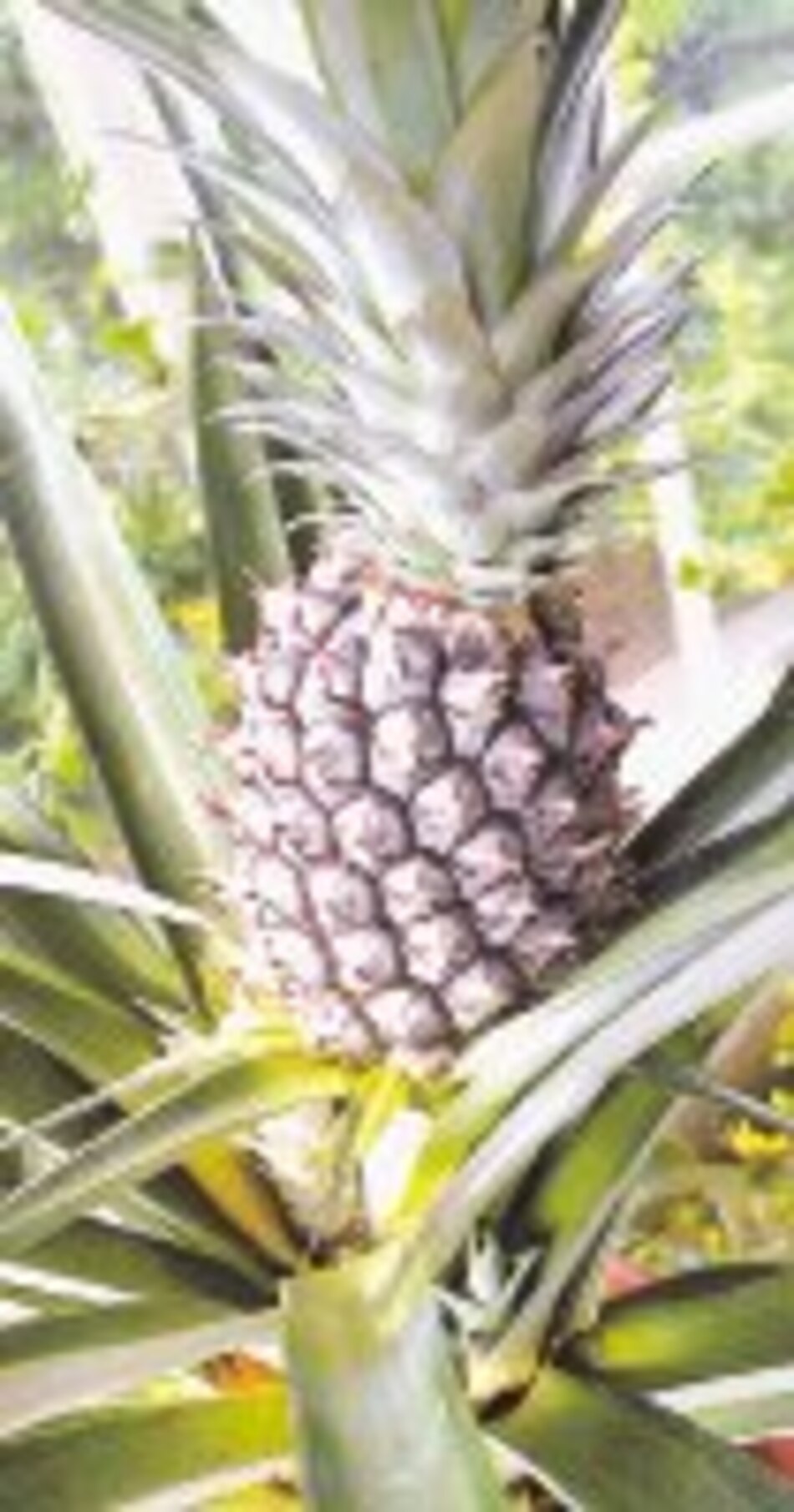 Dieta de la piña para adelgazar