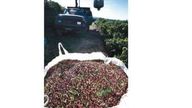 Popularidad de café ‘gourmet’ crece en plena crisis