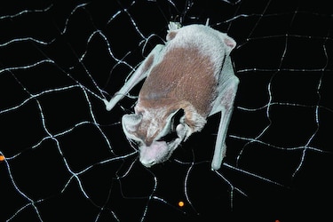 El nuevo murciélago que se dejó ver en Panamá