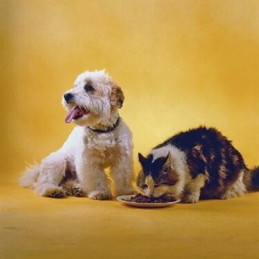 Como el perro y el gato