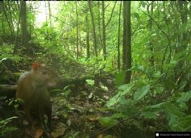 Imágenes de la vida silvestre, a favor de la ciencia