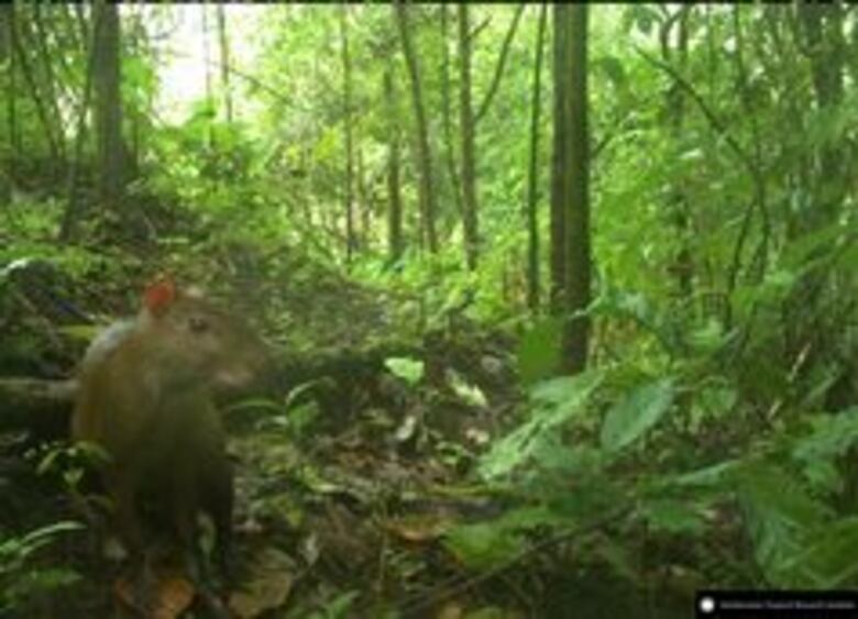 Imágenes de la vida silvestre, a favor de la ciencia