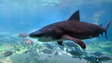 4 ataques en 48 horas: cómo las playas del este de Australia se convirtieron en la tormenta perfecta para los tiburones