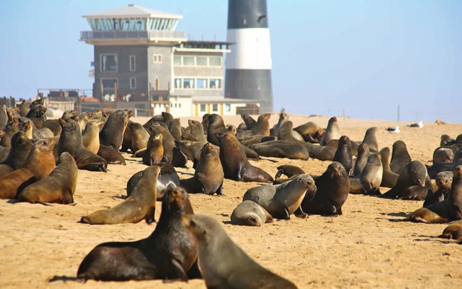 Hallan miles de lobos marinos muertos en costa de Namibia