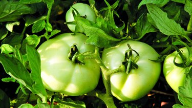 Clima le da tregua al cultivo de tomate