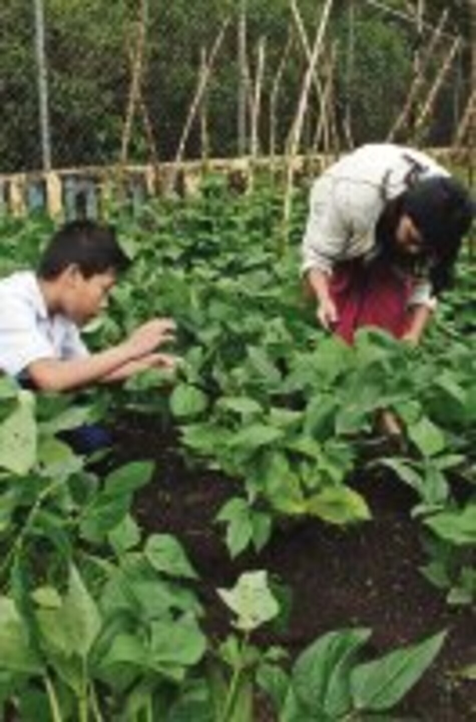 Agricultura orgánica, en auge