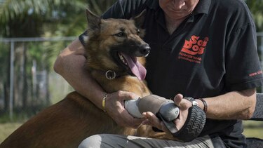 Cola, un perro tailandés, el primero en usar prótesis similares a las de Pistorius