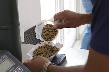 La producción en Panamá del café más caro del mundo es golpeada por el clima, mas no su calidad