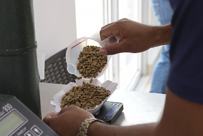 La producción en Panamá del café más caro del mundo es golpeada por el clima, mas no su calidad