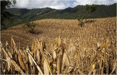 FAO advierte que el ébola amenaza las cosechas y aumenta los precios